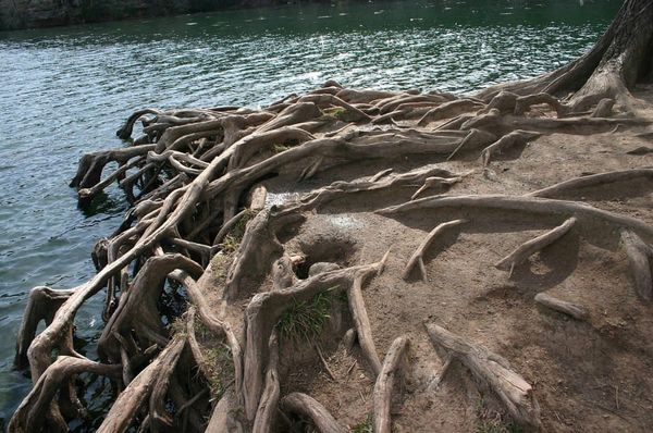 Roots holding on to soil