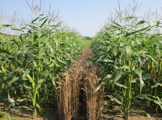 Maize nutrient uptake and photosynthesis in intercropping