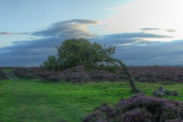 Bent Tree