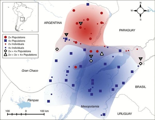 Map displaying all collection localities of P. intermedium and ploidy levels determined in the present study