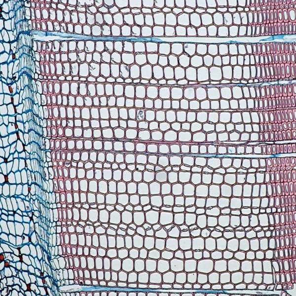 Growth rings and false growth rings