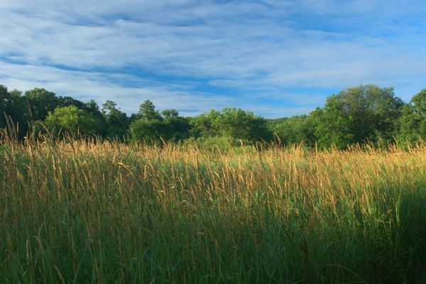 Reed canary grass