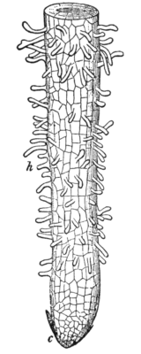 Root hairs to halt global warming