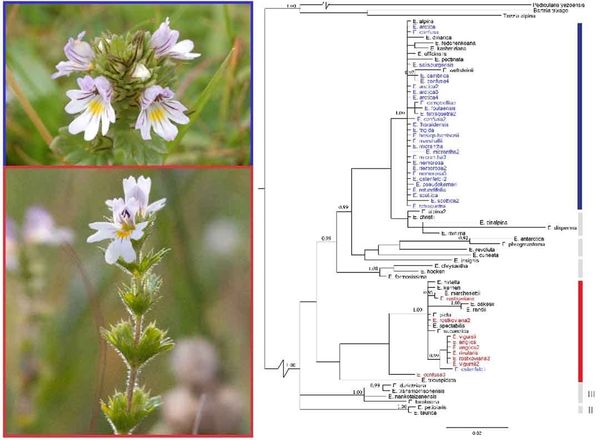 Identifying evolutionary patterns in complex plant groups with DNA barcoding