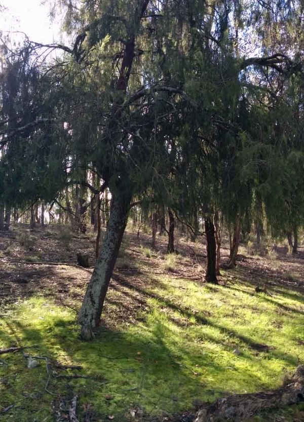Rarity and nutrient acquisition relationships before and after prescribed burning in an Australian box-ironbark forest