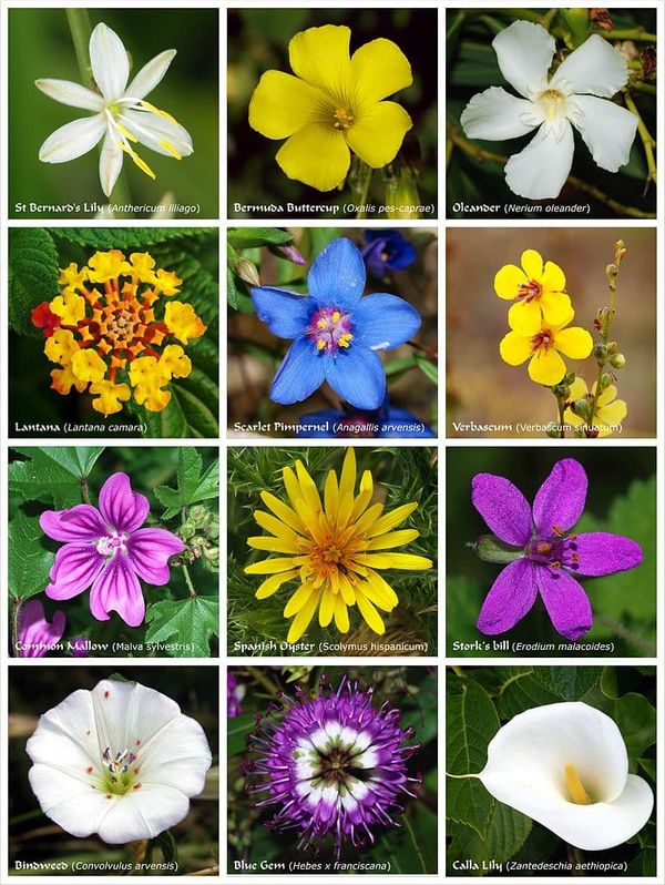 A poster with twelve flowers of different families.