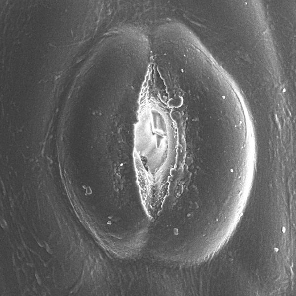 Hornwort stomata