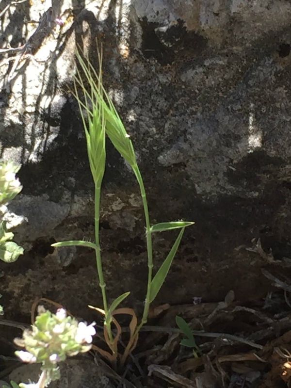 Brachypodium