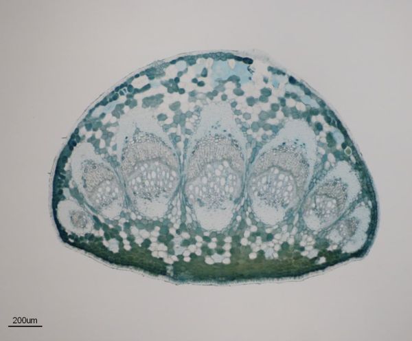 Leaf anatomy