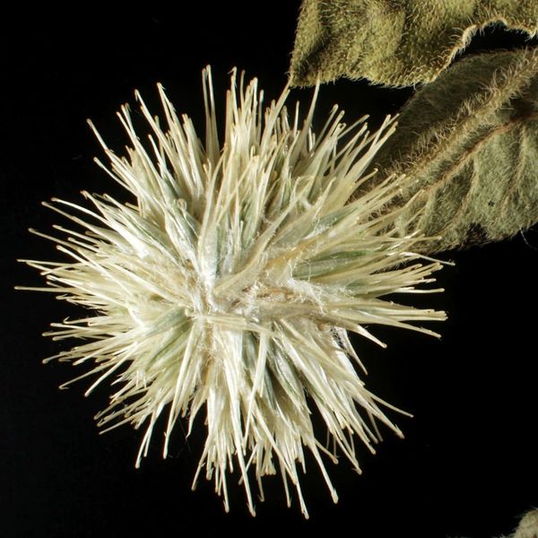 Sterile flower