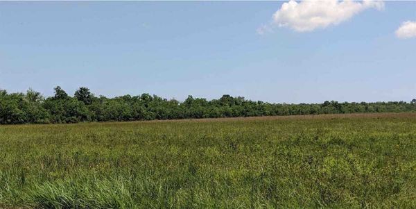 Interactions between plants and soil microbes may alter the relative importance of intraspecific and interspecific plant competition in a changing climate