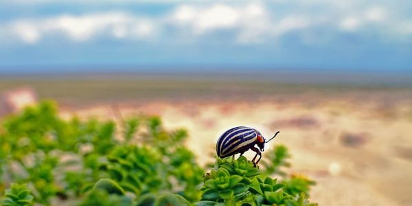 Beetle on a shrub