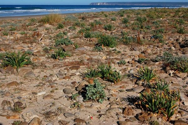 Plants and flood risk in Annals of Botany