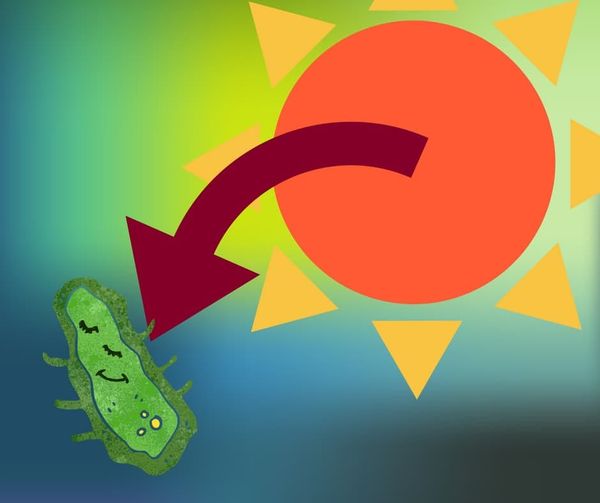 New form of photosynthesis that’s above par