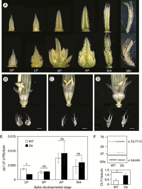 Effect of absence of miR172a on inflorescence phenotype and accumulation of CLY1.
