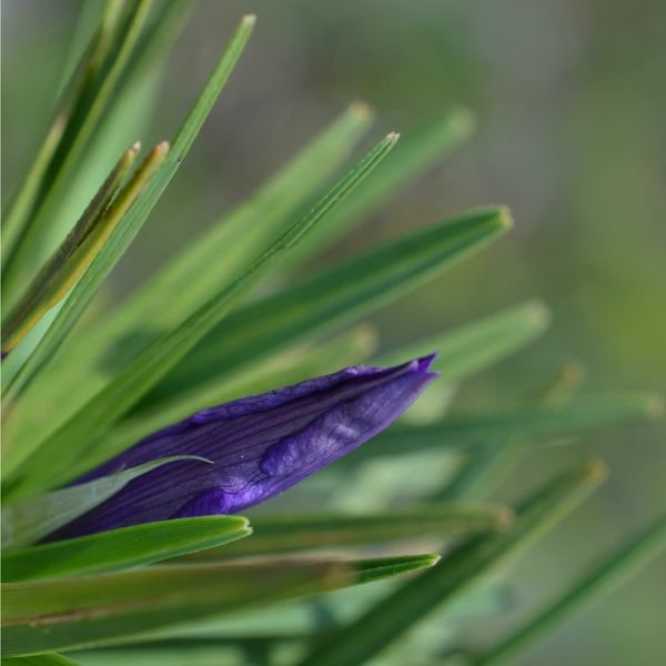 Vellozia