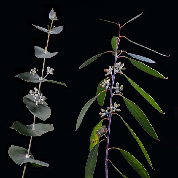 Varying vegetation