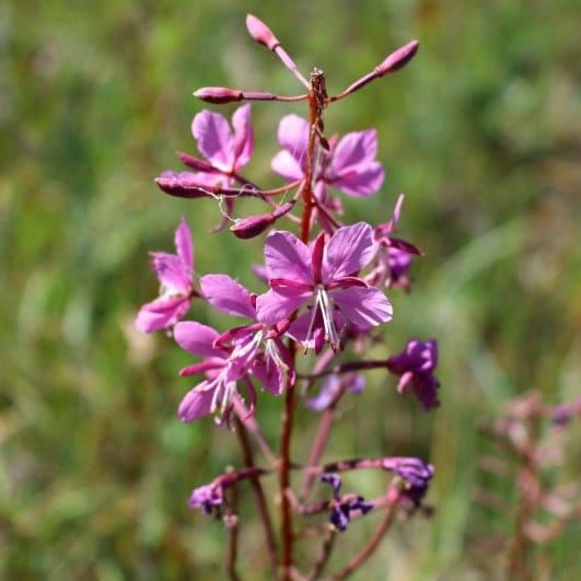 aaa