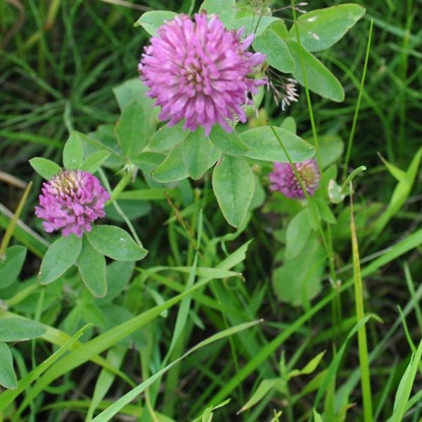 Clover in grass.