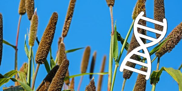 Millet and DNA.