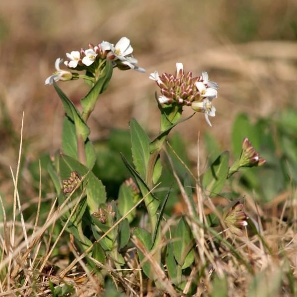 Noccaea praecox
