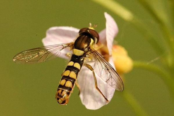 Sphaerophoria menthastri