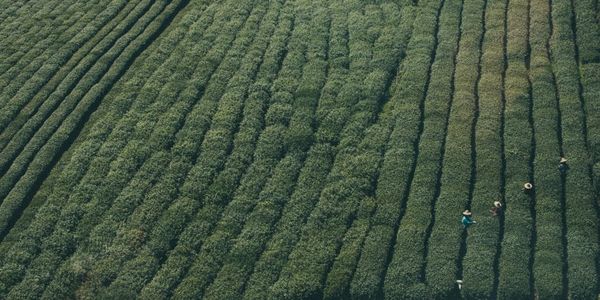 Crop Canopy