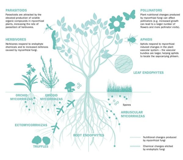 Plant-fungi interactions
