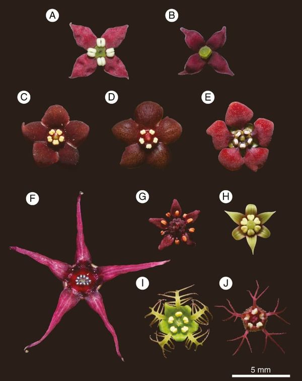Dark red flowers