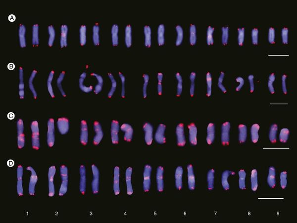 Cariograms showing inter- and intrapopulation site number variation of interstitial telomeric repeats (ITRs) in Anacyclus cla