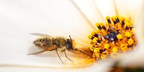 Dimorphotheca pollen is deposited onto a fly Corsomyza as it probes a flower for nectar.