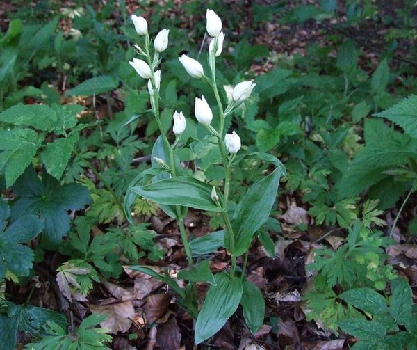 Cephalantehera damasonium