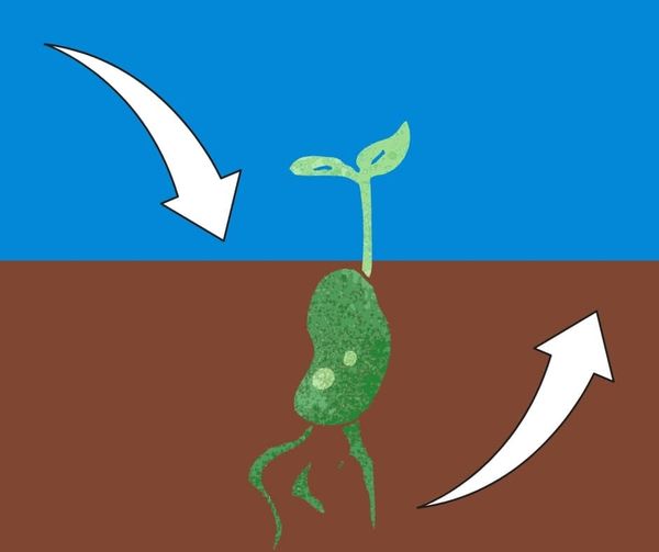 Source sink diagram