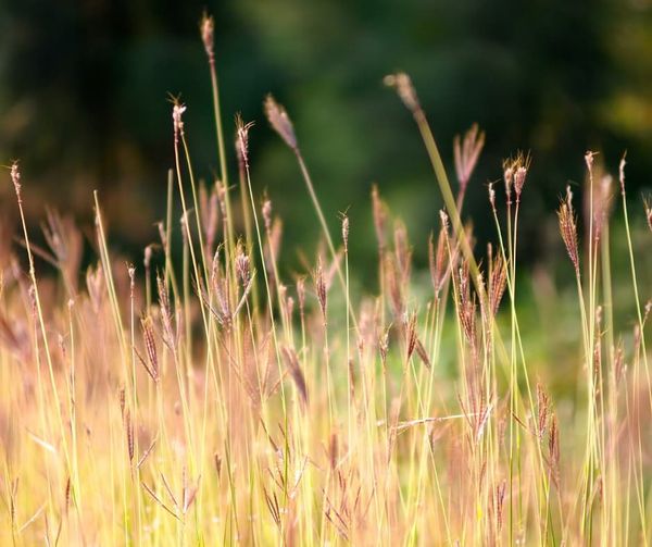 Grass