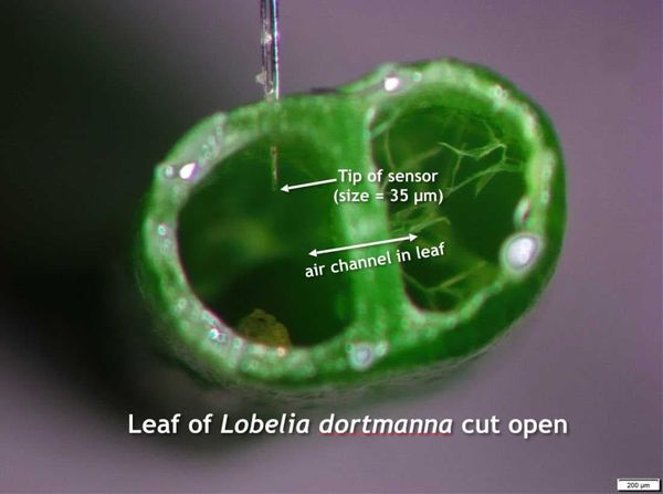 Leaf_of_Lobelia_dortmanna