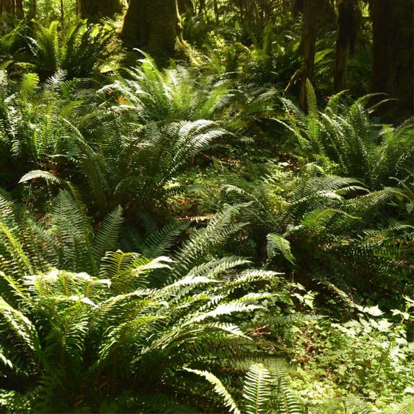 ferns