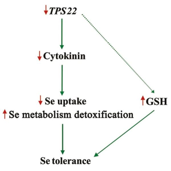 tps22 and selenium
