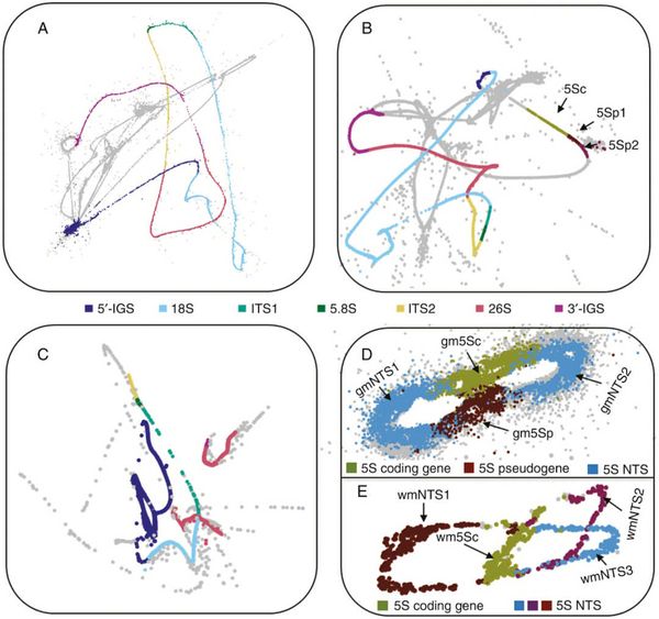 Projections of RepeatExplorer graphs representing rDNA units in gnetophytes