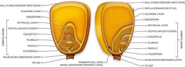 Structure of a maize