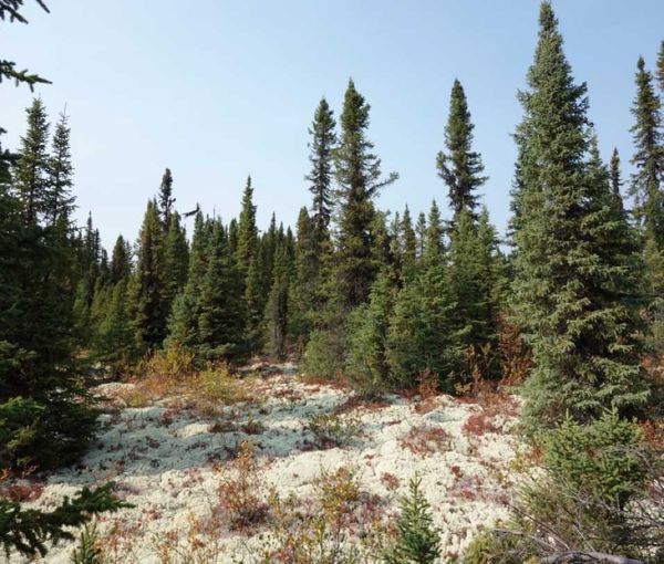 Conifer forest of black spruce and Jack pine.