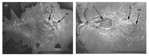 SEM images of dormant and non-dormant seeds
