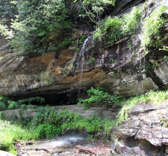 Habitat of the gametophytic fern Vittaria appalachiana