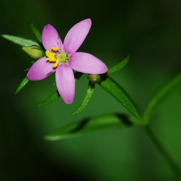 The impact of floral morphology on genetic differentiation in two closely related biennial plant species