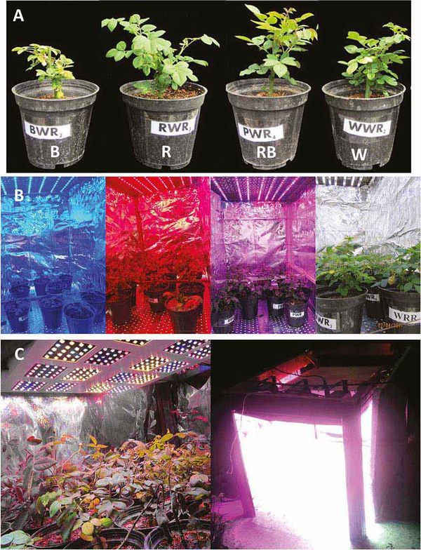 Experimental setup of Bayat et al.