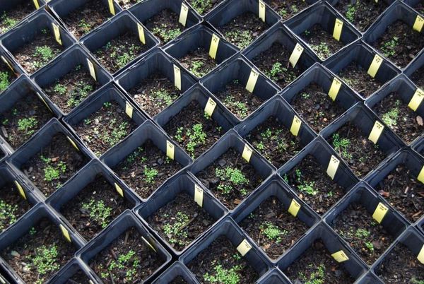 A. thaliana plants grown for the experiment