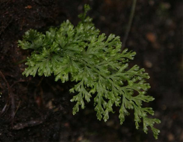 Vandenboschia speciosa