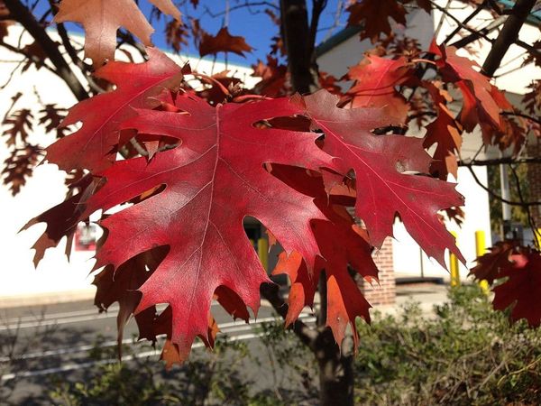 Red Oak Foliage