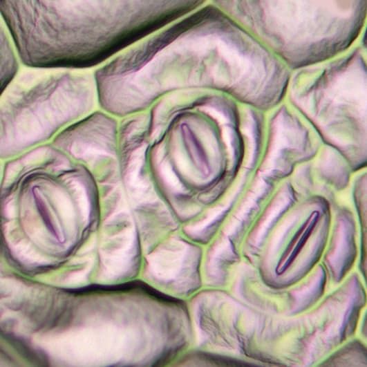 Begonia cells