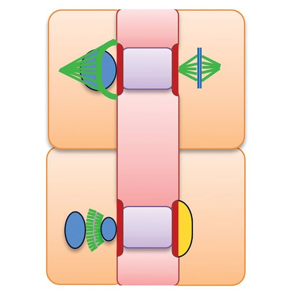 A diagram of cell formation
