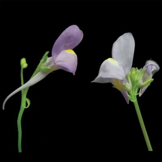 Linaria